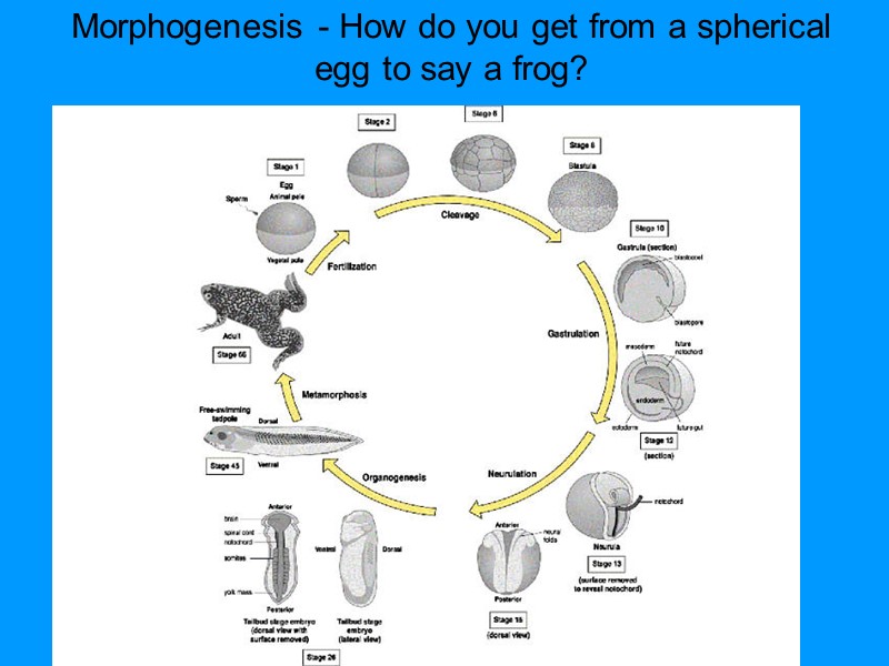 Morphogenesis - How do you get from a spherical egg to say a frog? Morphogenesis - How do you get from a spherical egg to say a frog?